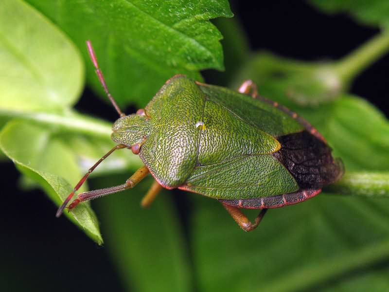 Palomena prasina (Linnaeus, 1761)